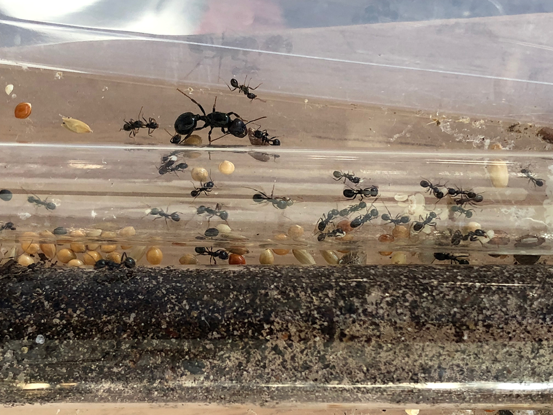 Ameisenkolonie mieten - in der Aufzuchtbox V